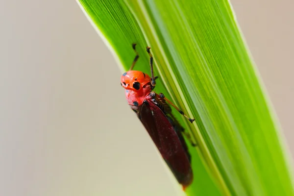 stock image Small winged insects