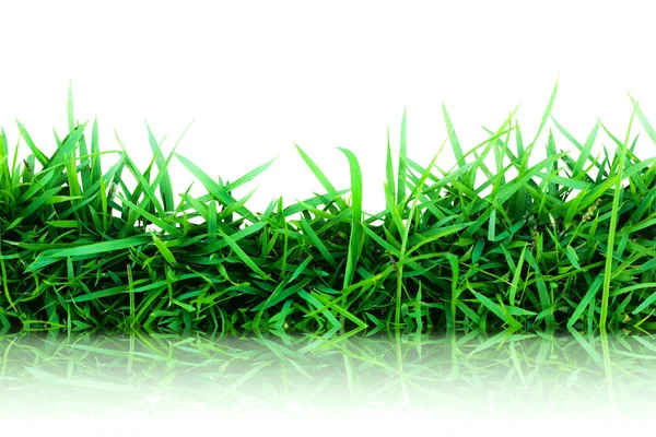 Verde hierba aislado sobre blanco (Reflexión sobre el suelo  ) —  Fotos de Stock