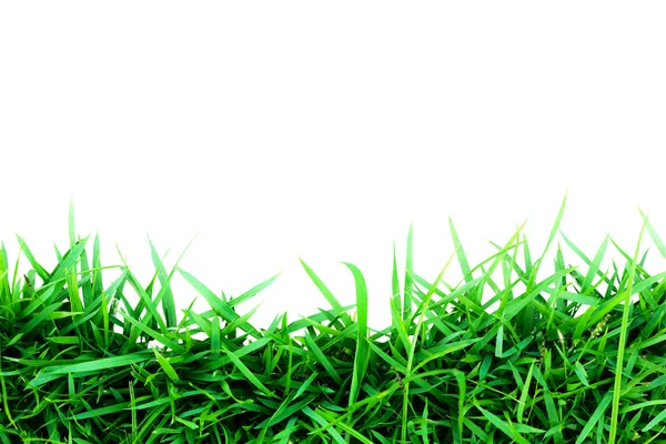 Грасс зеленый изолирован от белого — стоковое фото