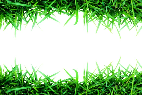 Verde hierba aislado en blanco — Foto de Stock