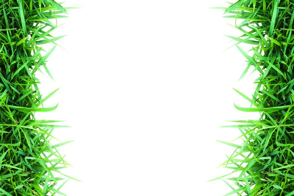 Fű zöld elszigetelt fehér — Stock Fotó