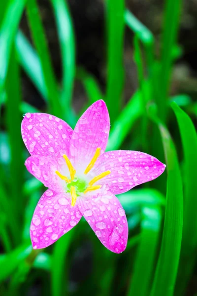 Mooie paarse regen lily fairy — Stockfoto
