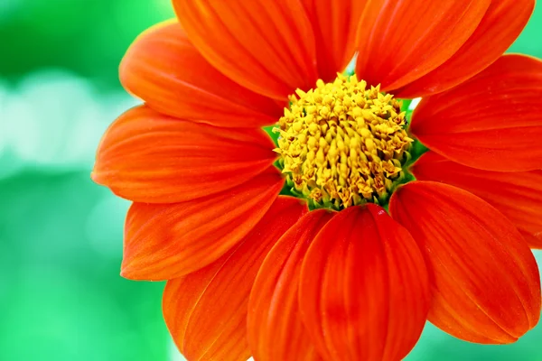Closeup papatya çiçek kırmızı — Stok fotoğraf