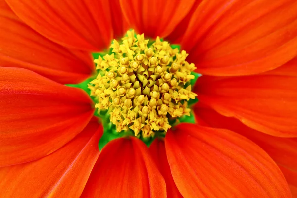 Closeup sedmikráska květ červený — Stock fotografie