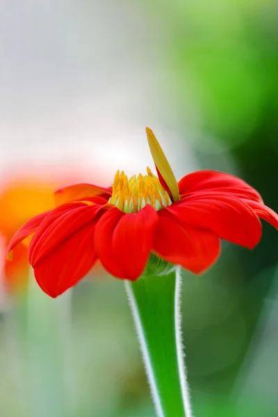 Jarní sedmikráska květ červený — Stock fotografie