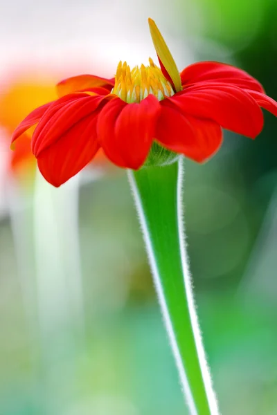 Våren daisy blomma röd — Stockfoto