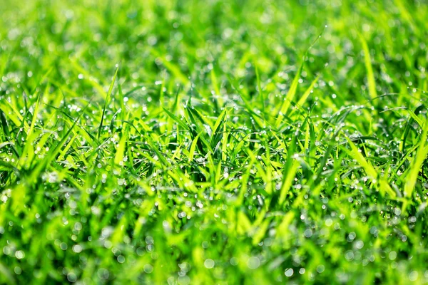 Gotas de rocío en una hierba verde —  Fotos de Stock