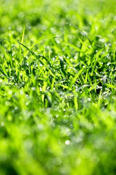 Yeşil çimenlerin üzerindeki çiy damlaları — Stok fotoğraf