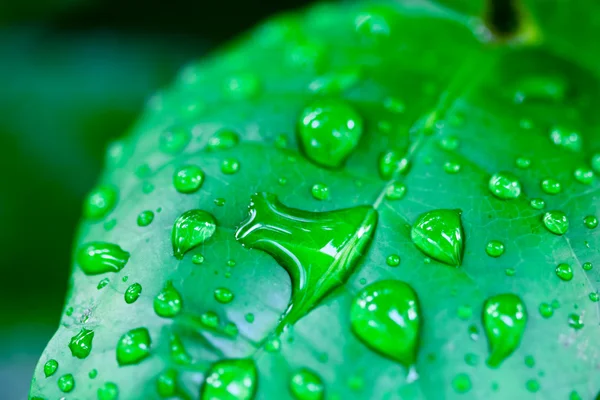 Gotas de agua en verde fresco —  Fotos de Stock