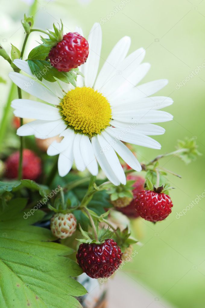 Bouquet from a camomile and wild strawberry