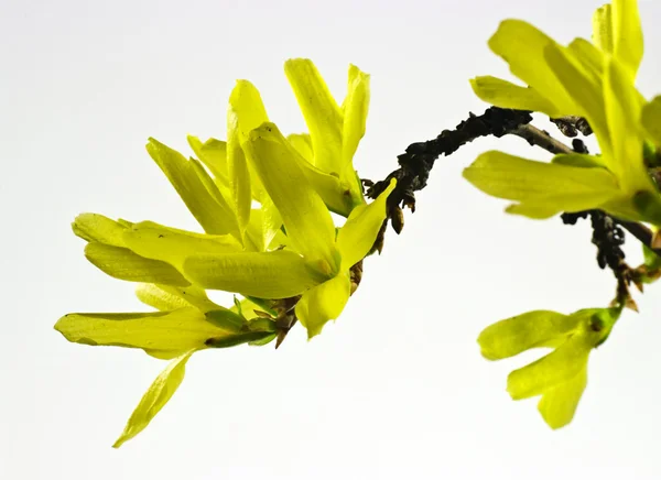 stock image Forsythia flowers