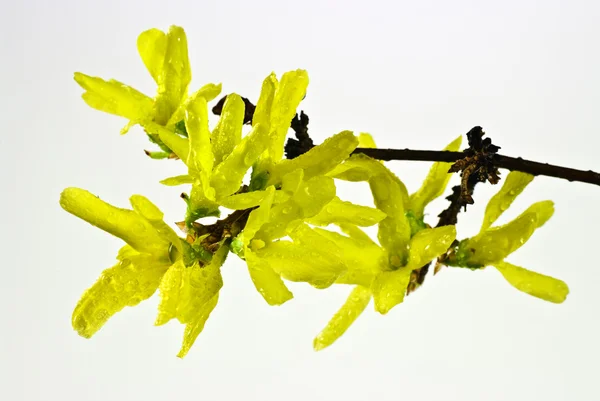 Forsythia blommor — Stockfoto