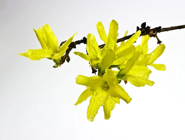 stock image Forsythia flowers