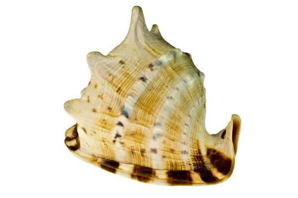 Shell laut — Stok Foto