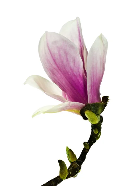Magnolia blomma — Stockfoto
