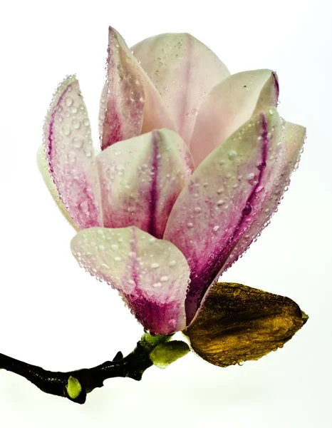 マグノリアの花 — ストック写真