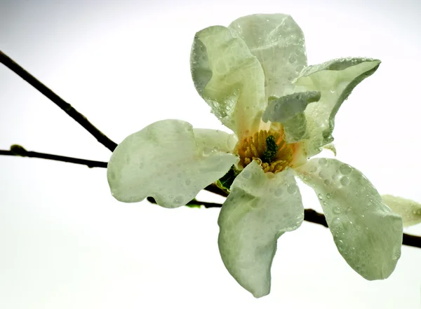 Magnolia blomma Royaltyfria Stockfoton
