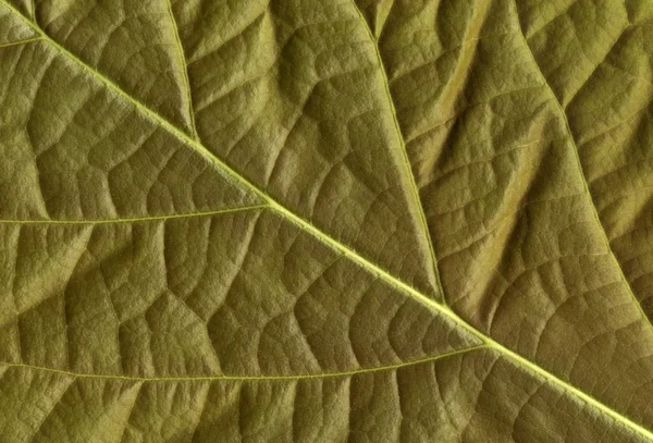 Avocado leaf — Stock Photo, Image