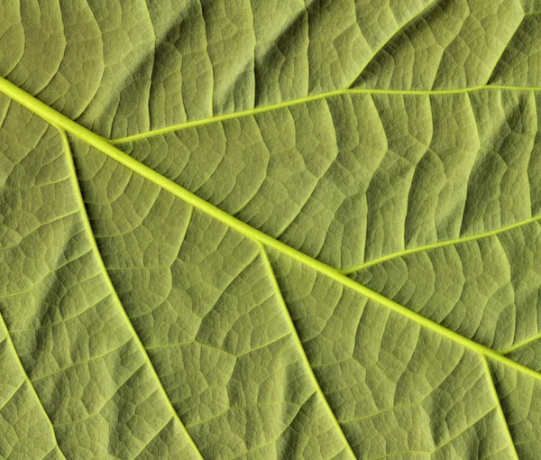 Авокадо-лист — стоковое фото