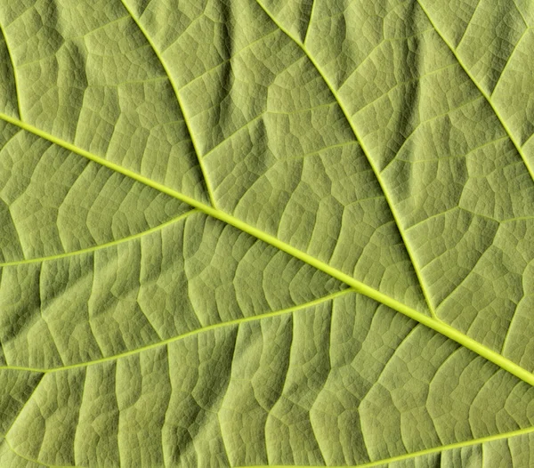 Avocado leaf — Stock Photo, Image
