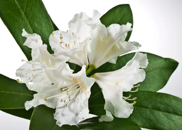 White rhododendron — Stock Photo, Image