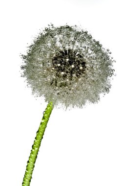 Wet dandelion clipart