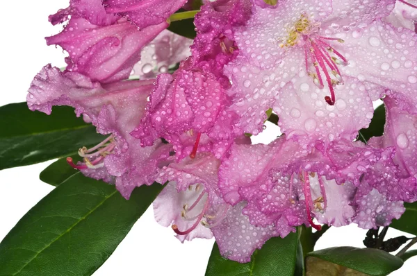 Rosaroter Rhododendron lizenzfreie Stockbilder