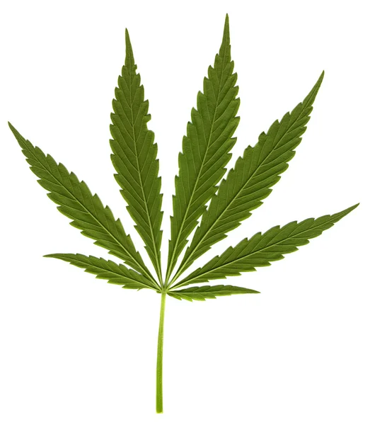 Cannabis leaf — Stock Photo, Image