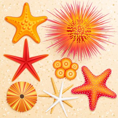Collection on sand background. clipart
