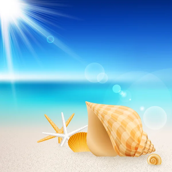 Shells and starfishes on the beach — Stock Vector