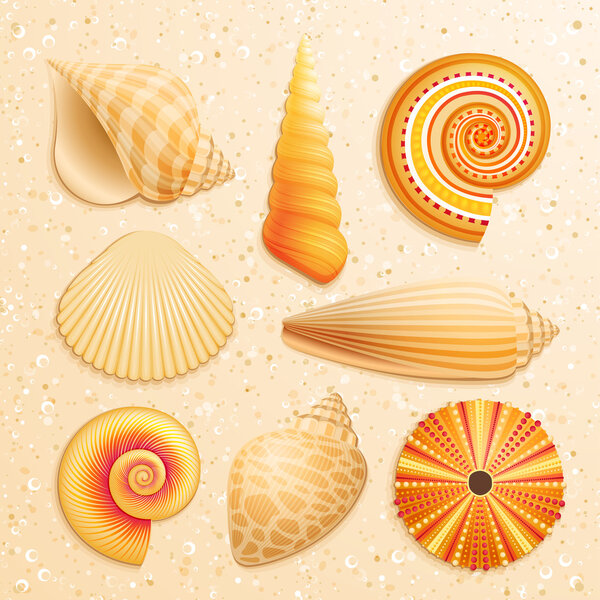 Seashell collection on sand background