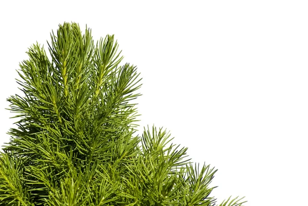 Young spruce tree — Stock Photo, Image