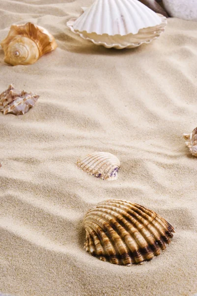 Conchas do mar na praia — Fotografia de Stock