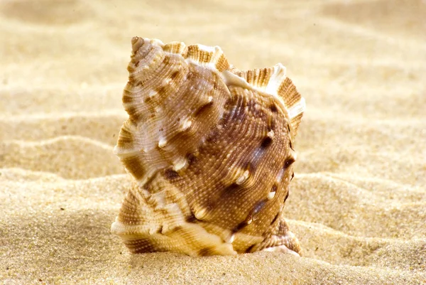 海滩上的海贝壳 — 图库照片