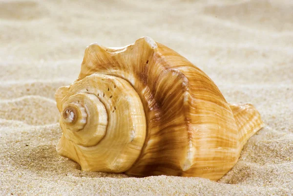 Mořská mušle na pláži — Stock fotografie