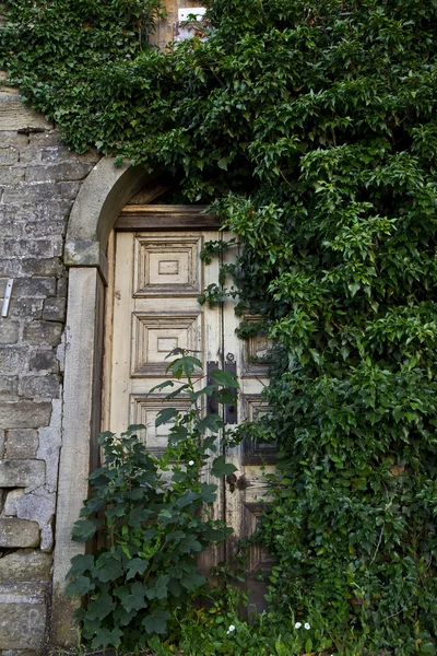 stock image Door and ivy