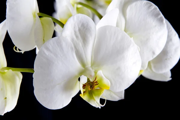 stock image White orchid