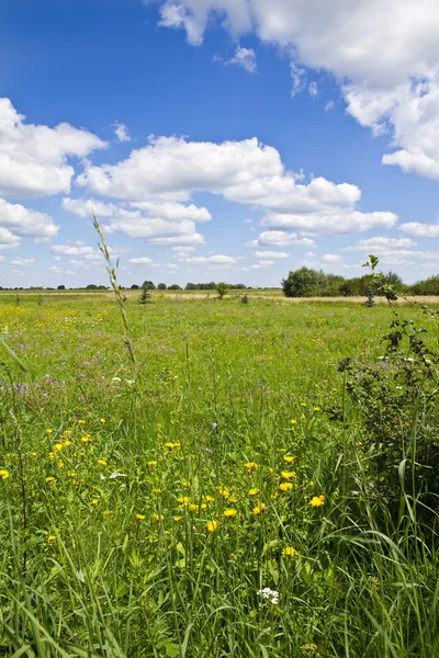 stock image Field of wild flowers