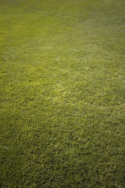 Gröna nyklippt gräs ona sommardag. Park gård utomhus — Stockfoto