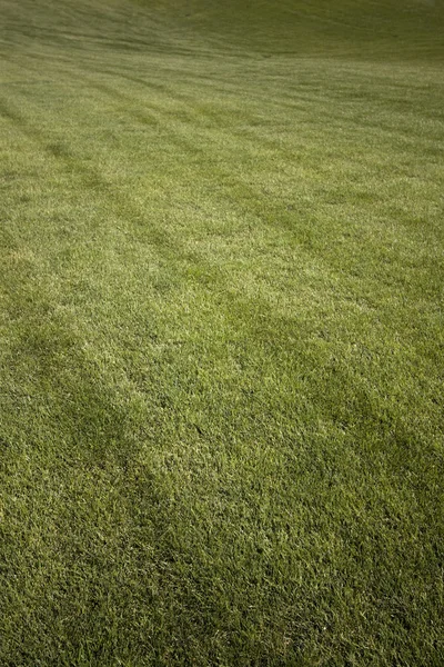 Zielona trawa cięcia ona letni dzień. na zewnątrz ogród park — Zdjęcie stockowe