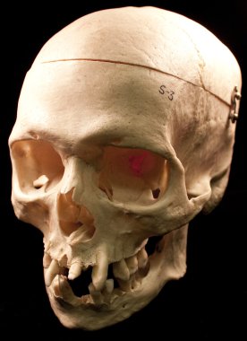 insan kafatası - kemik kafa ölü diş korkunç korkunç korsan kötülük izole.