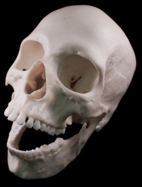 insan kafatası - kemik kafa ölü diş korkunç korkunç korsan kötülük izole.