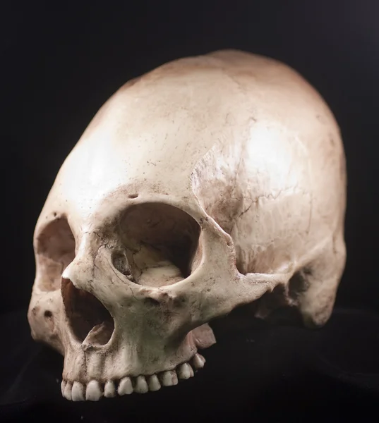 Череп человека - кости головы мертвые зубы жуткий страшный пират изолированное зло — стоковое фото