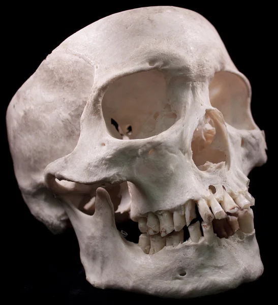 Menselijke schedel - bot hoofd dode tanden spooky eng piraat geïsoleerd kwaad — Stockfoto