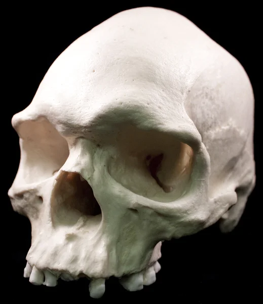 Human skull - bone head dead teeth spooky scary pirate isolated evil — Stock Photo, Image