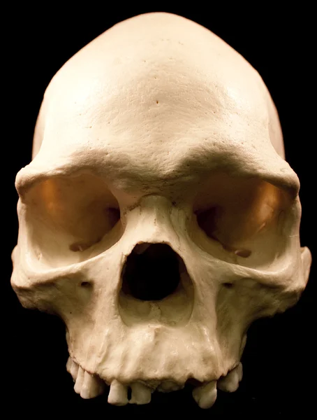 Ανθρώπινο κρανίο - οστών επικεφαλής νεκρών δοντιών απόκοσμο τρομακτικό πειρατής απομονωθεί κακό — Φωτογραφία Αρχείου