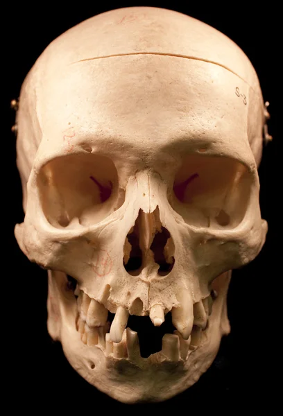 stock image Human skull - bone head dead teeth spooky scary pirate isolated evil