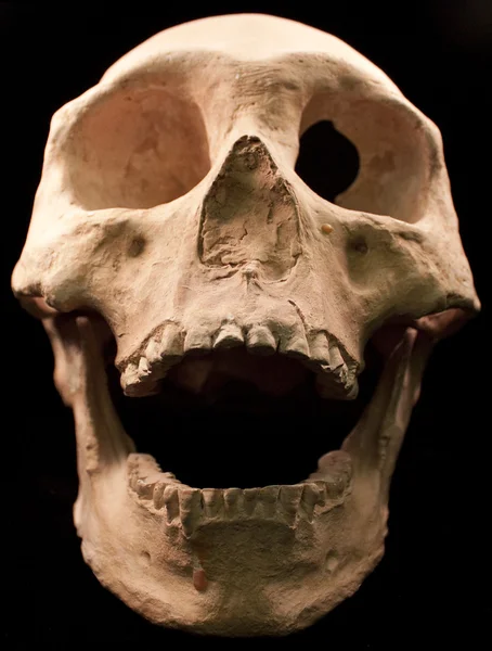 Människans kranium - ben huvud döda tänder spooky skrämmande pirat isolerade onda — Stockfoto