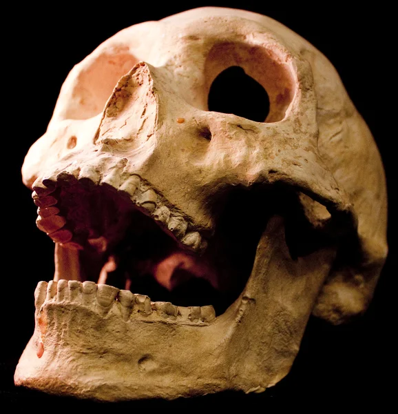 Череп человека - кости головы мертвые зубы жуткий страшный пират изолированное зло — стоковое фото