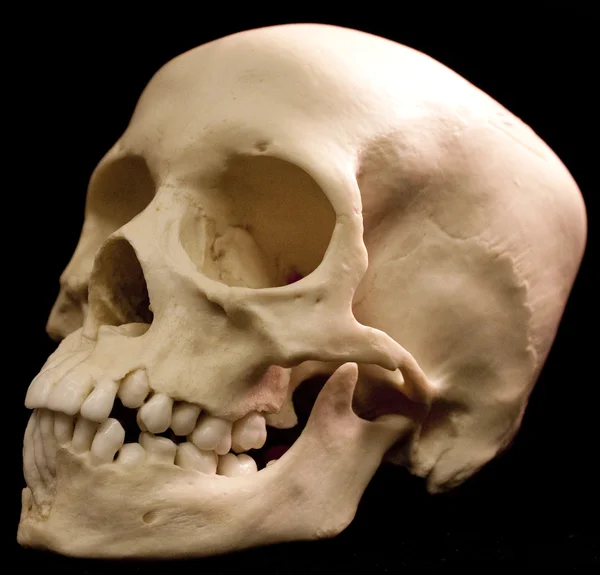 人类头骨-骨头死牙怪异可怕海盗孤立的邪恶 — 图库照片